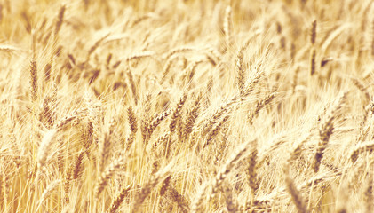 Fields of wheat
