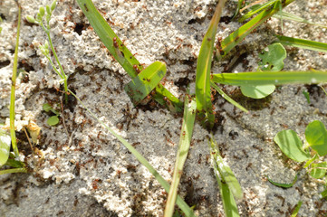 Fire ants on ant bed