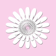 A white flower on a pink background.