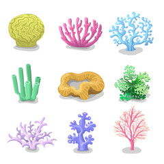 Colorful corals, Reef nature marine  Vector underwater flora, fauna.