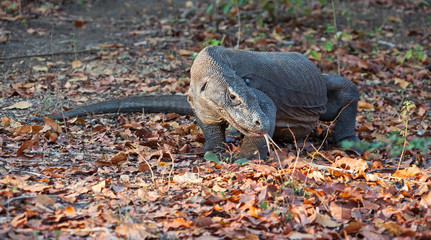 Komodo Dragon. Rinca island, Indonesia.