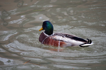 kaczka © wedrownik52