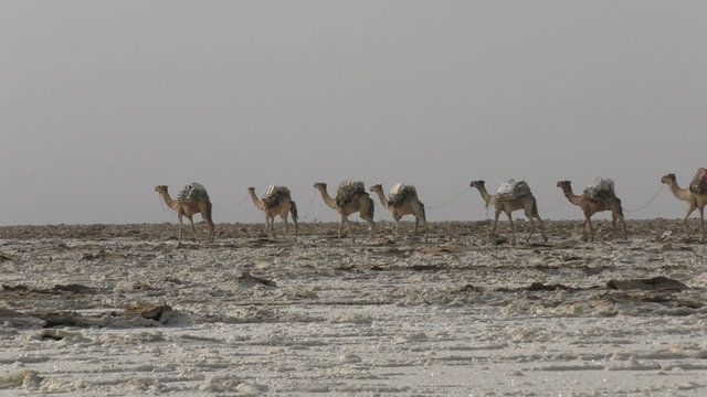 Camels caravan carrying salt in Africa's Danakil Desert, Ethiopia