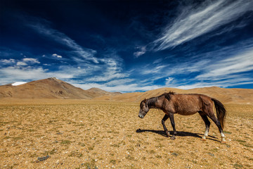 Horse in Himalayas