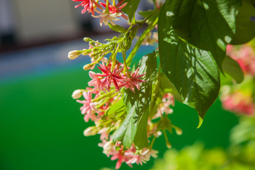 blooming in Thailand