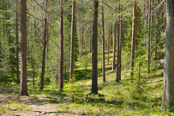 Summer landscape. In Lapland forest