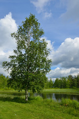 Summer beautiful landscape with tree. Northern Finland, Lapland