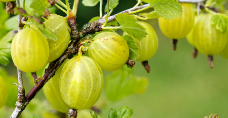Grows ripe gooseberries on a branch.
