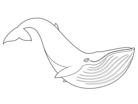 vector illustration of a blue whale on white background with black outline for kids and coloring book