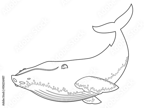 vector illustration of a humpback whale on white background with black outline for kids and coloring - Whale Outline vector illustration of a humpback whale on white background with black outline for kids and coloring - Whale Outline