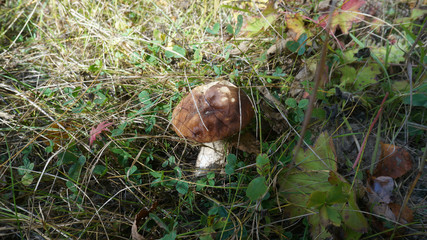 Белый гриб в лесу