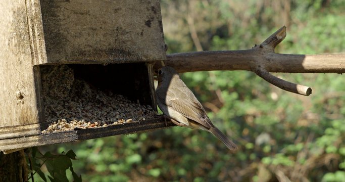 pettirosso e picchio maggiore rosso si contendono cibo da una mangiatoia