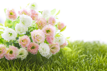 Small roses on grass isolated