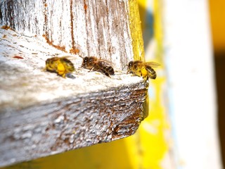 pszczoły na lotce