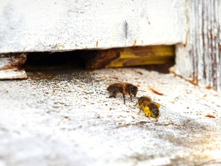 pszczoła robotnica przy wejściu do ula - obrazy, fototapety, plakaty
