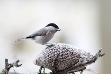 Small bird with open beak sitting on a feeder