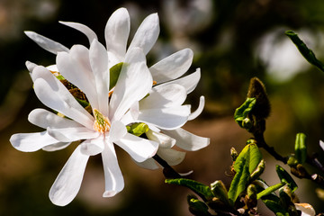 blooming Magnolia stellata flowers on sunny day