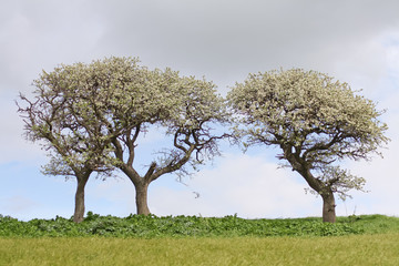 Fototapeta premium Landscape