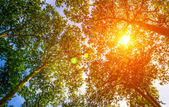 Sun ray through the trees