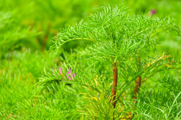 Dwarf green tree with a blurred background selective focus