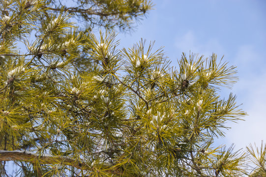 White snow is on the green pine branches with small cones on the blue sky background