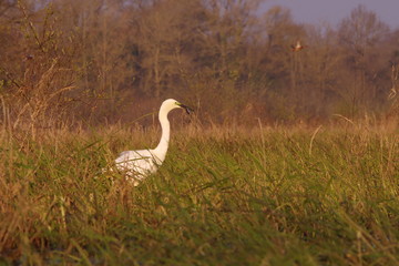 Grande aigrette dans son milieu naturel