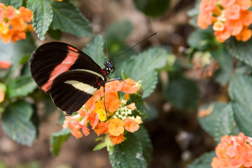 Red postman butterfly (Heliconus erato) on flowers