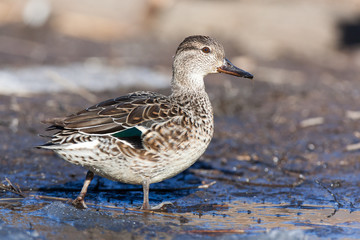 Common Teal (Anas crecca)