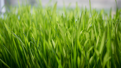 Fototapeta na wymiar Fresh green wheat seedlings
