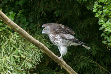 Short toed eagle ( circaetus gallicus )