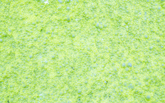 Closeup waste water with green duckweed textured background