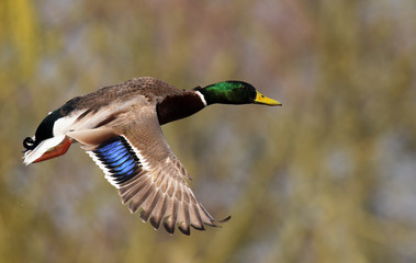 Obraz premium Krzyżówka, kaczka, Anas platyrhynchos