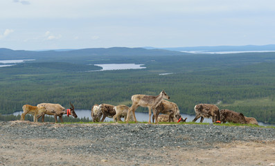 Reindeer in mountains in Finnish Lapland