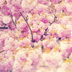 Spring Sakura dreamy background © marbenzu