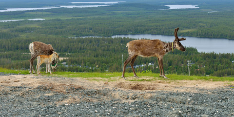 Family reindeer on background of picturesque hills