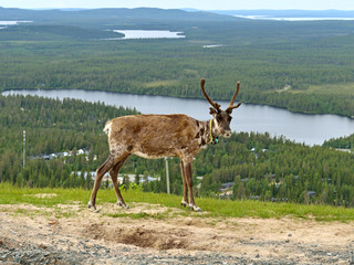 Reindeer on background of picturesque hills