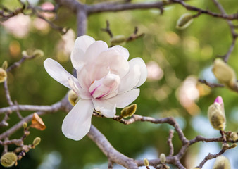 Magnolia pink flower