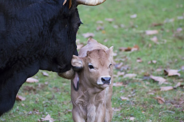 Mother cow cleaning her calf with her tongue