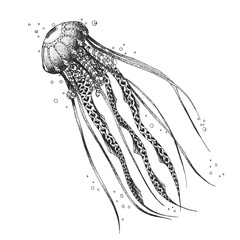 Obraz premium Sketch medusa. styling. Hand drawn. Illustration vector