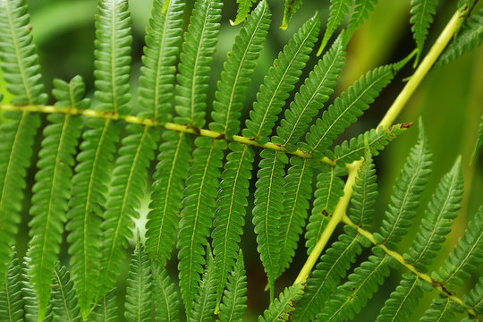 Tropical fern leaves in the rainforest