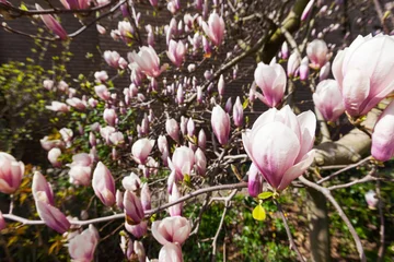 Photo sur Plexiglas Magnolia Magnolienbaum