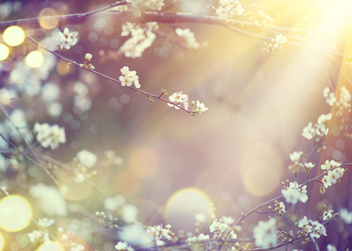 Beautiful nature scene with blooming tree and sun flare