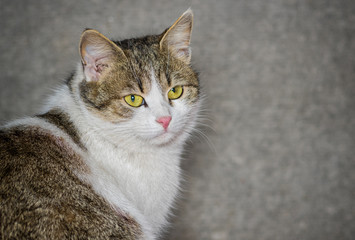 Naklejka na ściany i meble Outdoor portrait of beautiful ordinary cat (male) with yellow eyes
