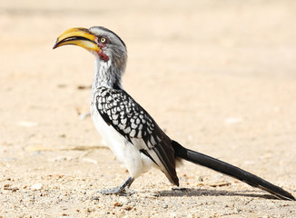 yellow-billed hornbill (Tockus flavirostris), South Africa.