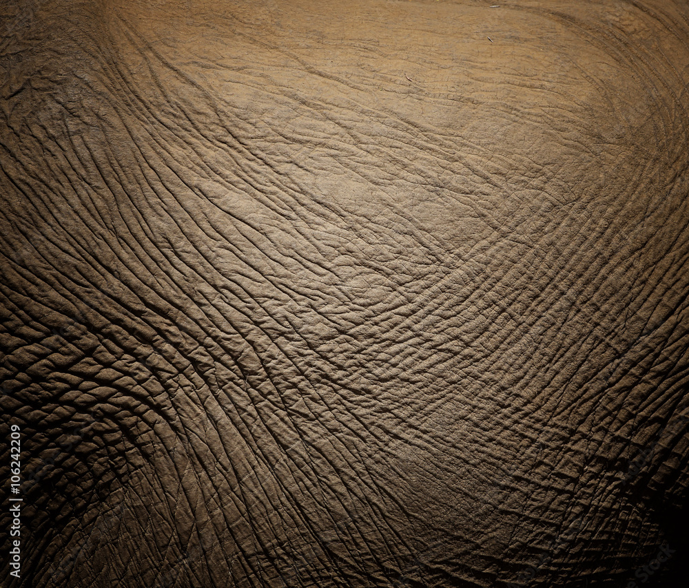 Wall mural texture of elephant skin.