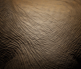 texture of elephant skin.