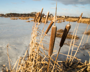 Камыши на озере