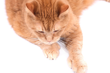 Red fat cat separated on white background