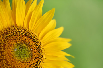 Obraz premium bright sunflower on natural background.