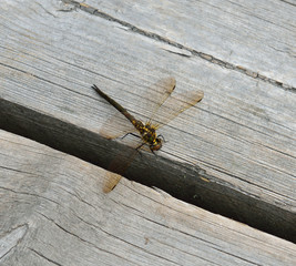 Dragonfly sitting on wooden plank